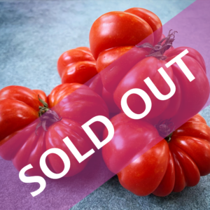 Costoluto Genovese Heirloom Tomatoes (organically grown)