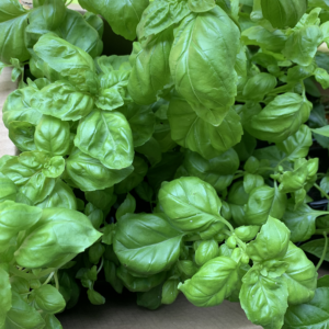 Prospero Basil (organically grown)