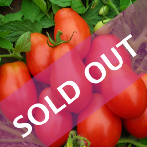Italian Roma (F1) Tomatoes (organically grown)