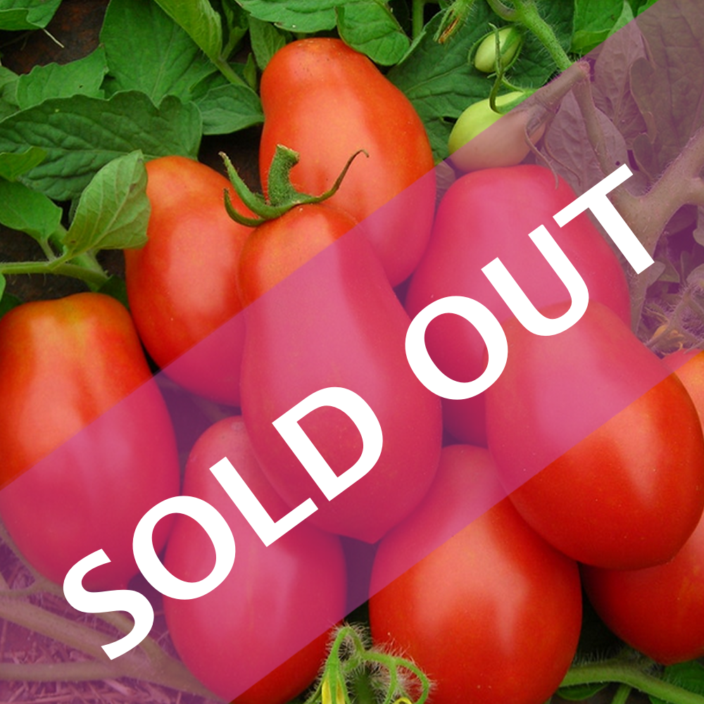 Italian Roma (F1) Tomatoes (organically grown)