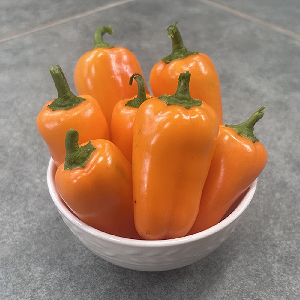 Picnic Peppers (organically grown)