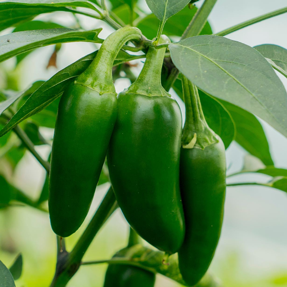 Early Jalapeño Pepper (organically grown)