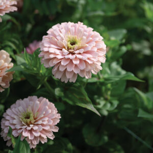 Ballerina Zinnias 3 pack (needs stock)