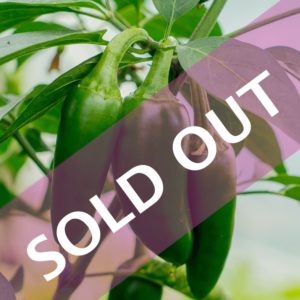 Early Jalapeño Pepper (organically grown)