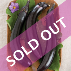 Orient Express (F1) Eggplant