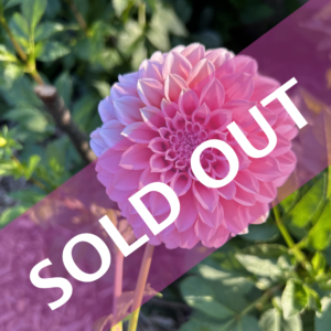 Peaches N' Cream Dahlias