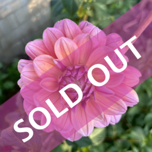 Southern Belle Dahlias