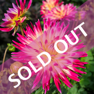 Tahiti Sunrise Dahlia