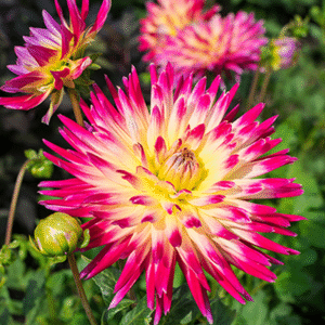 Tahiti Sunrise Dahlia